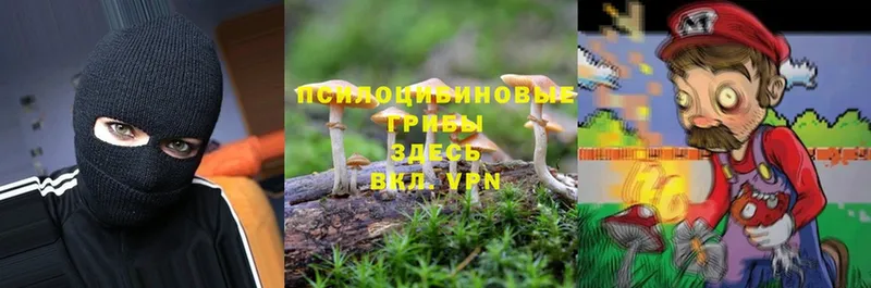 Псилоцибиновые грибы Psilocybine cubensis  Емва 